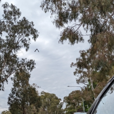 Callocephalon fimbriatum (Gang-gang Cockatoo) at Forrest, ACT - 16 Nov 2023 by JamesB