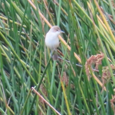 Acrocephalus australis (Australian Reed-Warbler) at Kambah, ACT - 14 Nov 2023 by MatthewFrawley