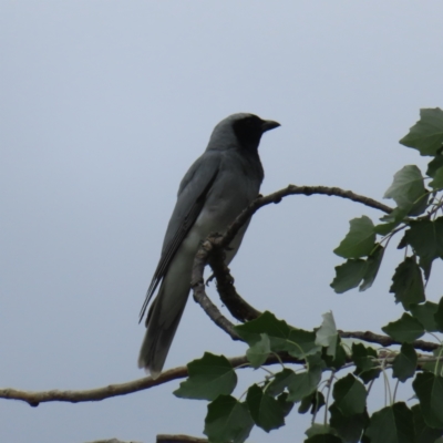 Coracina novaehollandiae (Black-faced Cuckooshrike) at Kambah, ACT - 14 Nov 2023 by MatthewFrawley