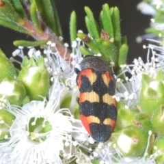 Castiarina sexplagiata (Jewel beetle) at Black Mountain - 14 Nov 2023 by Harrisi