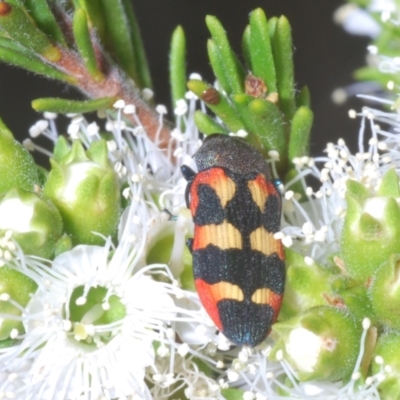 Castiarina sexplagiata (Jewel beetle) at Black Mountain - 14 Nov 2023 by Harrisi