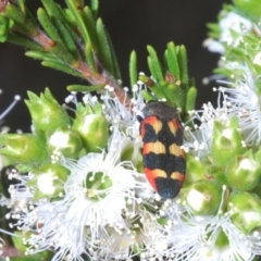 Castiarina sexplagiata at Black Mountain - 14 Nov 2023 02:39 PM