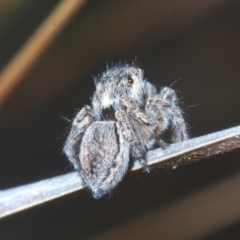 Maratus calcitrans (Kicking peacock spider) at Black Mountain - 14 Nov 2023 by Harrisi