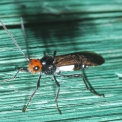 Callibracon capitator (White Flank Black Braconid Wasp) at Stromlo, ACT - 15 Nov 2023 by Harrisi