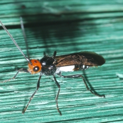 Callibracon capitator (White Flank Black Braconid Wasp) at Stromlo, ACT - 15 Nov 2023 by Harrisi