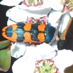 Castiarina crenata (Jewel beetle) at Piney Ridge - 15 Nov 2023 by Harrisi