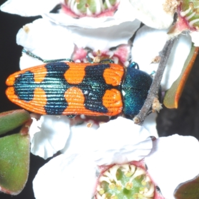 Castiarina crenata (Jewel beetle) at Stromlo, ACT - 15 Nov 2023 by Harrisi