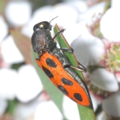 Castiarina octomaculata (A jewel beetle) at Denman Prospect, ACT - 15 Nov 2023 by Harrisi