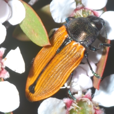 Castiarina subpura (A jewel beetle) at Bluetts Block Area - 15 Nov 2023 by Harrisi