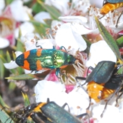 Castiarina watkinsi (Watkins' Castiarina jewel beetle) at Tinderry, NSW - 16 Nov 2023 by Harrisi