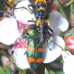 Castiarina watkinsi at Tinderry Mountains - 16 Nov 2023