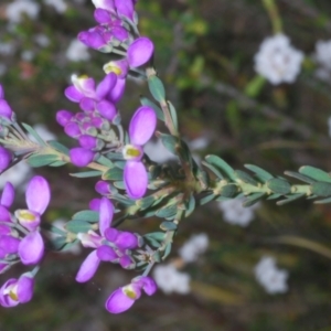 Comesperma retusum at Tinderry Mountains - 16 Nov 2023