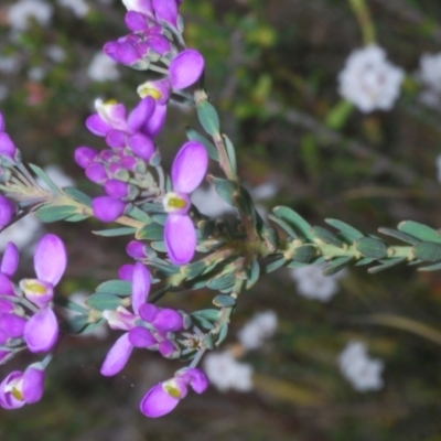 Comesperma retusum (Mountain Milkwort) at Tinderry Mountains - 16 Nov 2023 by Harrisi