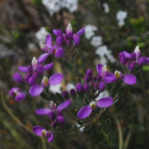 Comesperma retusum at Tinderry Mountains - 16 Nov 2023