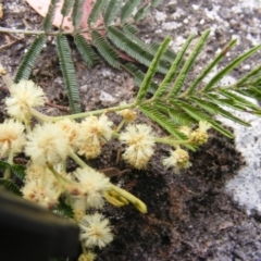 Diptera (order) (Fly - Unidentified) at Tuggeranong, ACT - 12 Mar 2007 by MichaelMulvaney