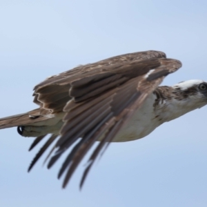Pandion haliaetus at Point Lookout, QLD - suppressed
