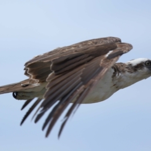 Pandion haliaetus at Point Lookout, QLD - 14 Nov 2023