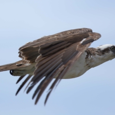Pandion haliaetus (Osprey) at Point Lookout, QLD - 14 Nov 2023 by TimL