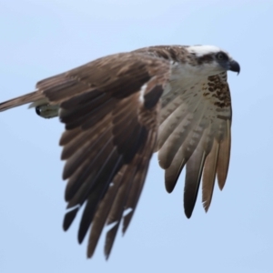 Pandion haliaetus at Point Lookout, QLD - suppressed