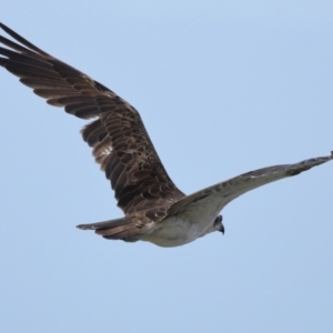 Pandion haliaetus at Point Lookout, QLD - 14 Nov 2023