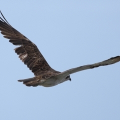 Pandion haliaetus at Point Lookout, QLD - suppressed