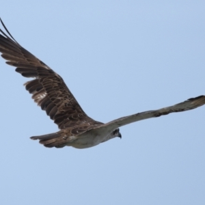 Pandion haliaetus at Point Lookout, QLD - suppressed