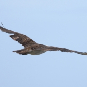Pandion haliaetus at Point Lookout, QLD - suppressed