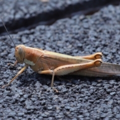 Austracris proxima (Spur-throated locust) at Point Lookout, QLD - 14 Nov 2023 by TimL