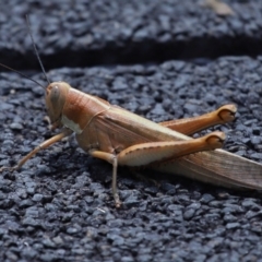 Austracris proxima at Point Lookout, QLD - 14 Nov 2023