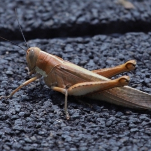 Austracris proxima at Point Lookout, QLD - 14 Nov 2023