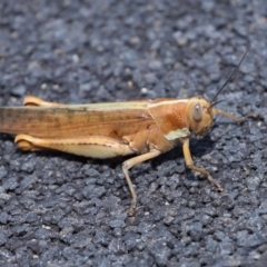 Austracris proxima at Point Lookout, QLD - 14 Nov 2023