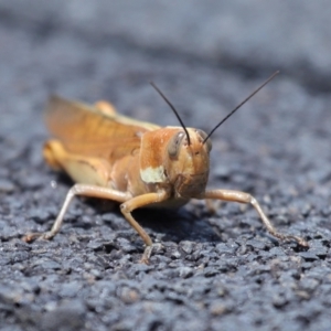 Austracris proxima at Point Lookout, QLD - 14 Nov 2023