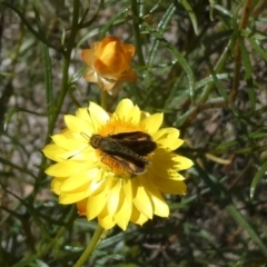 Taractrocera papyria (White-banded Grass-dart) at Flea Bog Flat to Emu Creek Corridor - 15 Nov 2023 by JohnGiacon