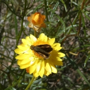 Taractrocera papyria at Emu Creek - 15 Nov 2023