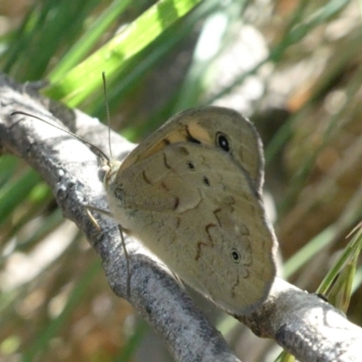 Heteronympha merope (Common Brown Butterfly) at Emu Creek - 15 Nov 2023 by JohnGiacon