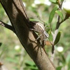 Oxyopes (genus) (Lynx spider) at Flea Bog Flat to Emu Creek Corridor - 15 Nov 2023 by JohnGiacon