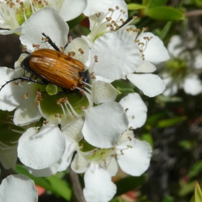 Phyllotocus sp. (genus) (Nectar scarab) at Emu Creek - 15 Nov 2023 by JohnGiacon