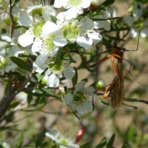 Harpobittacus australis at Emu Creek - 15 Nov 2023 02:46 PM