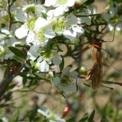 Harpobittacus australis (Hangingfly) at Emu Creek - 15 Nov 2023 by JohnGiacon