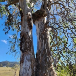 Eucalyptus tereticornis subsp. tereticornis at Morans Crossing, NSW - 17 Nov 2023