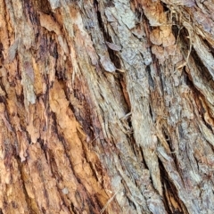 Eucalyptus microcorys at Bemboka, NSW - 18 Dec 2023