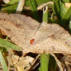 Unidentified Mite and Tick (Acarina) at Braemar, NSW - 6 Nov 2023 by Curiosity