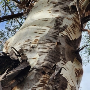 Eucalyptus fraxinoides at South East Forest National Park - 17 Nov 2023