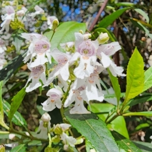 Prostanthera lasianthos at South East Forest National Park - 17 Nov 2023