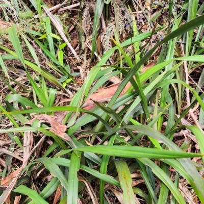 Dianella tasmanica (Tasman Flax Lily) at Bemboka, NSW - 16 Nov 2023 by Steve818