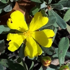 Hibbertia obtusifolia (Grey Guinea-flower) at Yaouk, NSW - 5 Nov 2023 by JARS