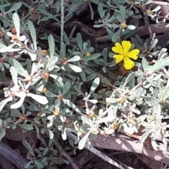 Hibbertia obtusifolia at Yaouk, NSW - 5 Nov 2023