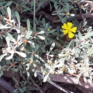 Hibbertia obtusifolia at Yaouk, NSW - 5 Nov 2023