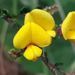 Bossiaea foliosa at Yaouk, NSW - 5 Nov 2023