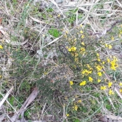 Bossiaea foliosa at Yaouk, NSW - 5 Nov 2023